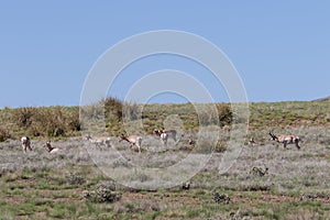 Pronghorn Antelope Herd