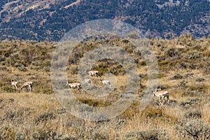 Pronghorn Antelope Herd