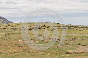 Pronghorn Antelope Herd