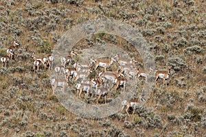 Pronghorn Antelope Herd in the Fall Rut