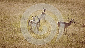 Antelope Herd in a Field in Colorado