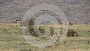 Pronghorn Antelope Herd in Rut