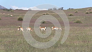 Pronghorn Antelope Herd in Rut