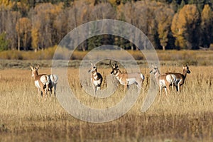 Pronghorn Antelope Herd in Rut