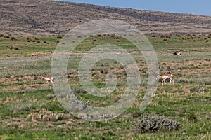 Pronghorn Antelope Herd in Rut