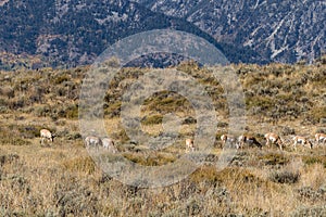 Pronghorn Antelope Herd in Rut