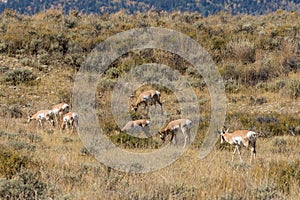 Pronghorn Antelope Herd During the Rut