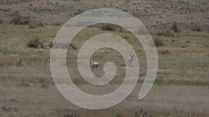 Pronghorn antelope herd in rut
