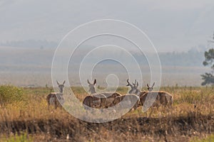 Pronghorn Antelope Herd in Rut