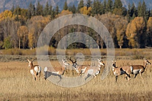 Pronghorn Antelope Herd in Rut