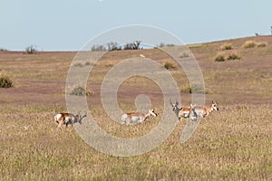 Pronghorn Antelope Herd in the Rut