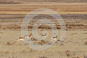 Pronghorn Antelope Herd