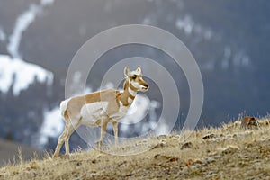 Pronghorn Antelope on hillside in wintertime photo