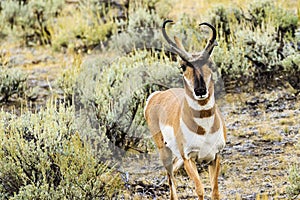 Pronghorn Antelope