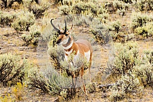 Pronghorn Antelope at Jackson Hole