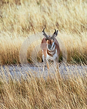 Pronghorn Antelope looking at the camera
