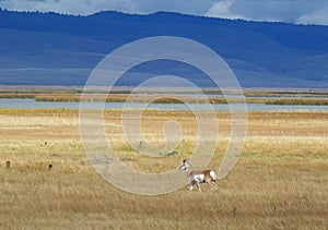 Pronghorn Antelope - Montana