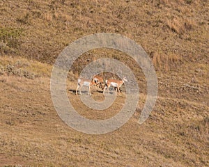 Pronghorn antelope moving downslope