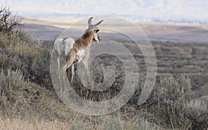 Pronghorn antelope with no horns in Wyoming countryside