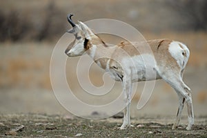 Pronghorn Antelope profile photo