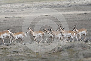 Pronghorn Antelope in the Red Desert of Wyoming