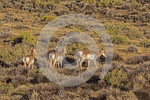 Pronghorn Antelope in the Red Desert of Wyoming