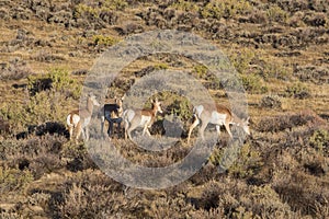 Pronghorn Antelope in the Red Desert of Wyoming