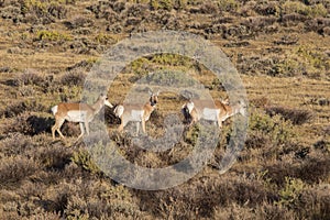 Pronghorn Antelope in the Red Desert of Wyoming