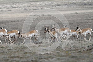 Pronghorn Antelope in the Red Desert of Wyoming