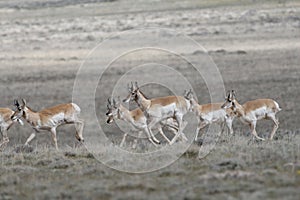 Pronghorn Antelope in the Red Desert of Wyoming