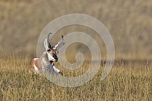 Pronghorn antelope resting in dry grass in Montana