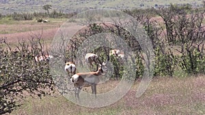 Pronghorn Antelope Rut