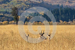 Pronghorn Antelope Rutting