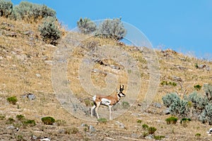 Pronghorn antelope standing on a hillside in the American western desert