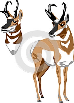 Pronghorn antelope vector