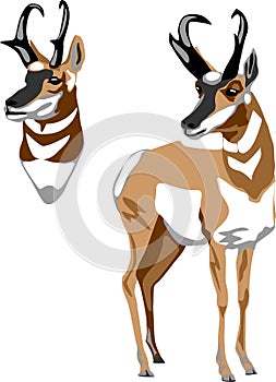 Pronghorn antelope vector photo