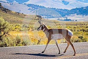 Pronghorn antelope at Yellowstone