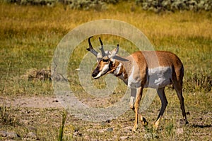 Pronghorn antelope at Yellowstone