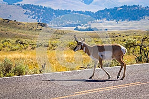 Pronghorn antelope at Yellowstone