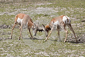 Pronghorn antelopes