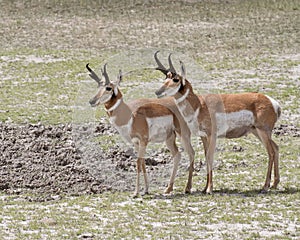 Pronghorn antelopes