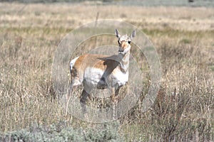 Pronghorn Antilocapra americana 