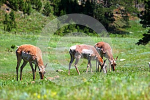 Pronghorn (Antilocapra americana)