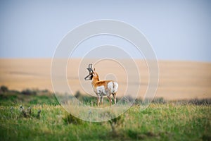 Pronghorn (Antilocapra americana)