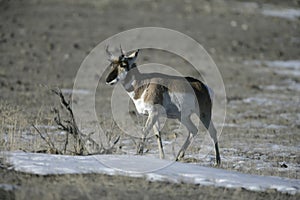 Pronghorn, Antilocapra americana