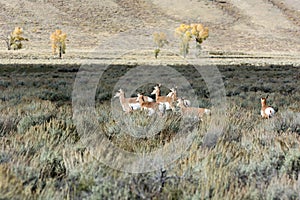 Pronghorn (Antilocapra americana)