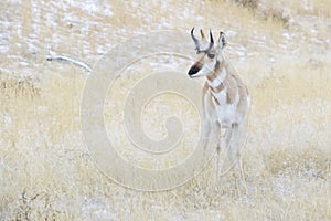 Pronghorn Antilocapra americana buck standing in grass