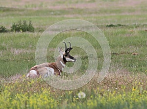 Pronghorn Antilocapra americana Resting in a Field