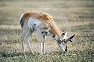 Pronghorn Buck