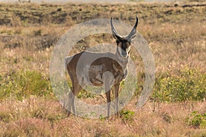 Pronghorn Buck